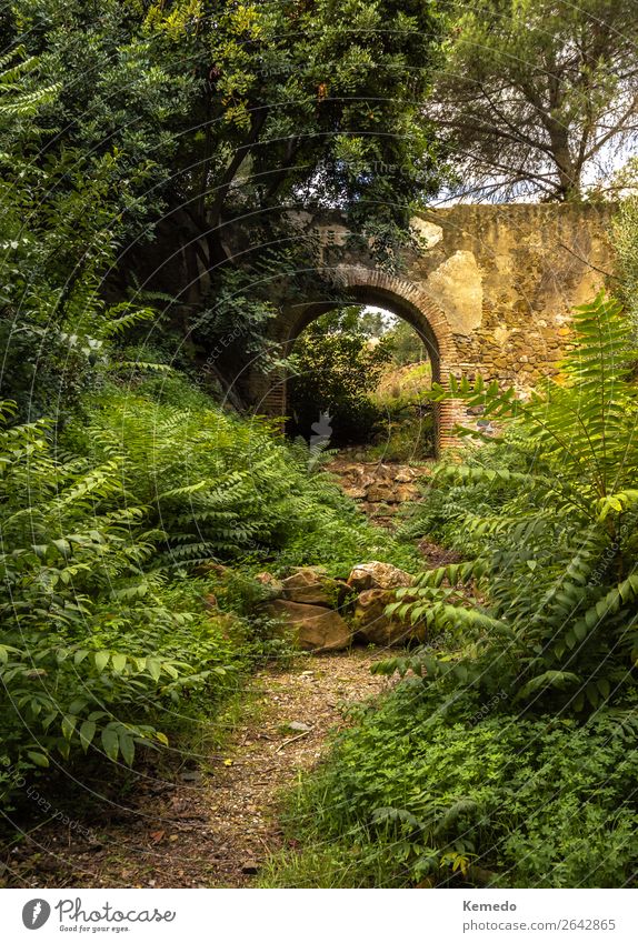 Pfad zu den Ruinen eines Aquädukts in einem vegetationreichen Wald. exotisch schön Wellness Erholung ruhig Meditation Ferien & Urlaub & Reisen Abenteuer