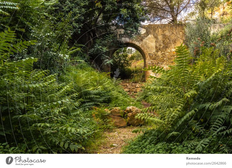 Pfad zu den Ruinen eines Aquädukts in einem vegetationreichen Wald. exotisch schön Leben Erholung ruhig Meditation Duft Abenteuer Freiheit Expedition Sommer
