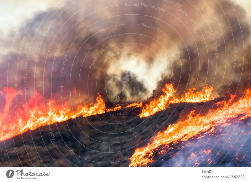 Hügelbürste und Baum verbrennen mit Flamme und Rauch schön Umwelt Natur Landschaft Coolness einzigartig natürlich wild Angst Farbe Zerstörung Feuer Bürste
