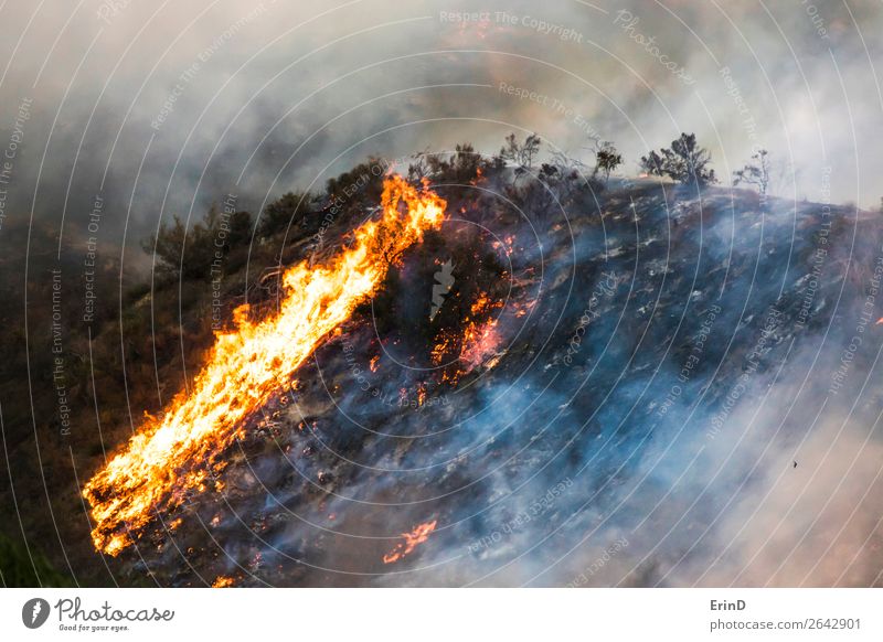 Detail Brennende Bergpinselbäume Flamme und Rauch schön Umwelt Natur Landschaft Hügel Coolness einzigartig natürlich wild Angst Farbe Zerstörung Feuer Bürste