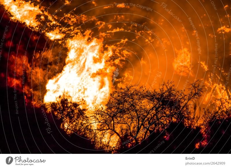 Nahaufnahme Pinsel in Silhouette mit Flammen dahinter schön Umwelt Natur Landschaft Hügel Coolness einzigartig natürlich wild Angst Farbe Zerstörung Feuer