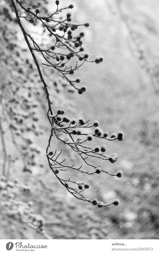 wintermützenkollektion Natur Winter Schnee Zweig Baumfrucht kalt weißnichwasfüreinbaum Schwarzweißfoto Außenaufnahme