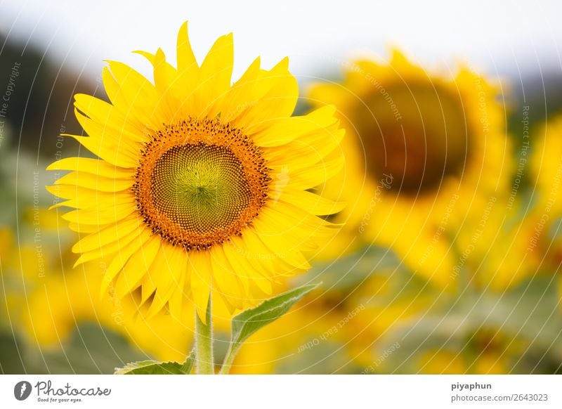 Schönes einer Sonnenblume Ackerbau Asien schön Überstrahlung Blüte hell Kalzium Nahaufnahme Kombination extrahiert Feld geblümt Blume Garten Behaarung