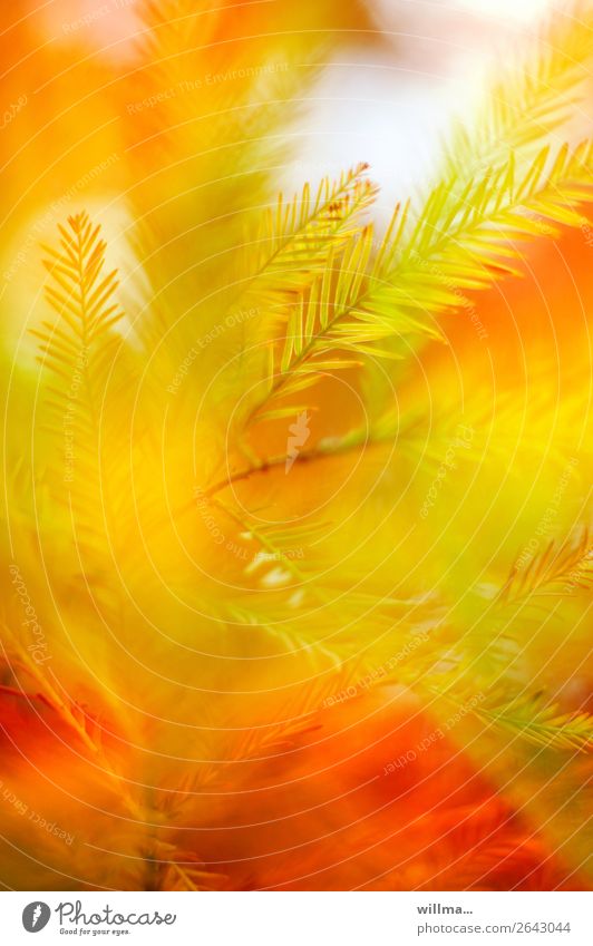 Herbstlich gefärbte Nadeln der echten Sumpfzypresse Natur Taxodium distichum Zweig gelb grün orange rot Herbstfärbung herbstlich Nadelbaum Konifere ästhetisch