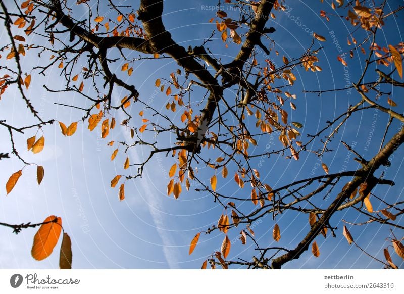 Kirschbaum im Herbst Blatt Herbstlaub Ast Baum Garten Himmel Himmel (Jenseits) Schrebergarten Kleingartenkolonie Menschenleer Natur Pflanze ruhig Baumstamm