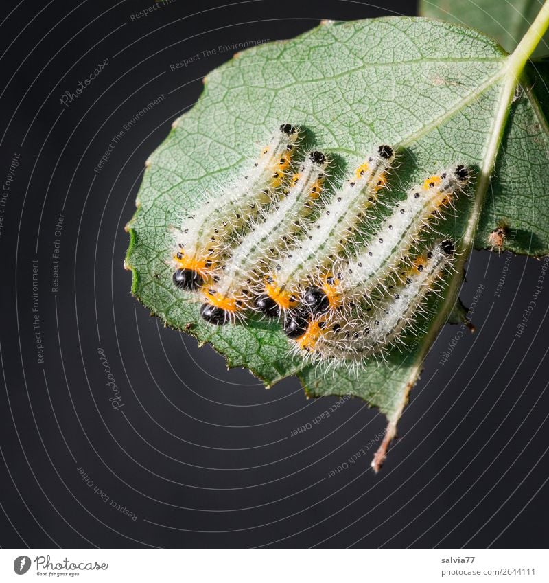 Gruppenkuscheln Natur Pflanze Blatt Blattadern Raupe Larve Insekt Tiergruppe Fressen Schutz Menschengruppe Zusammensein Farbfoto Außenaufnahme Makroaufnahme