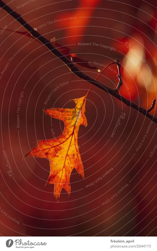 kleine Flamme Natur Herbst Schönes Wetter Blatt Park schön Wärme gelb orange Gelassenheit Stimmung Vergänglichkeit Wandel & Veränderung Hochformat Zweig
