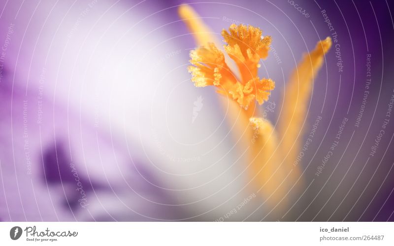 frühlingsanfang Glück Natur Pflanze Tier Blüte Garten ästhetisch fantastisch schön gelb violett rosa Surrealismus Umwelt Makroaufnahme Krokusse Schatten