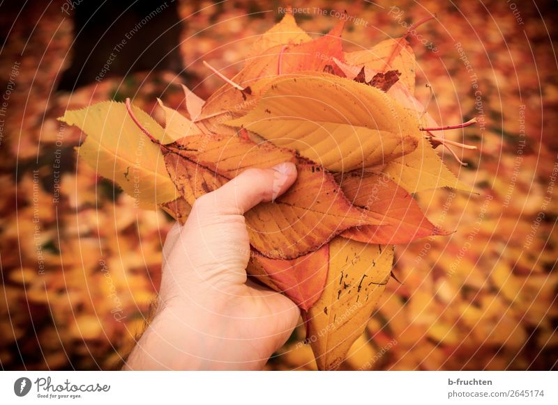 Die Farben des Herbstes Freizeit & Hobby wandern Garten Mann Erwachsene Hand Finger Baum Blatt Park Wald wählen berühren festhalten Blick gold orange ästhetisch