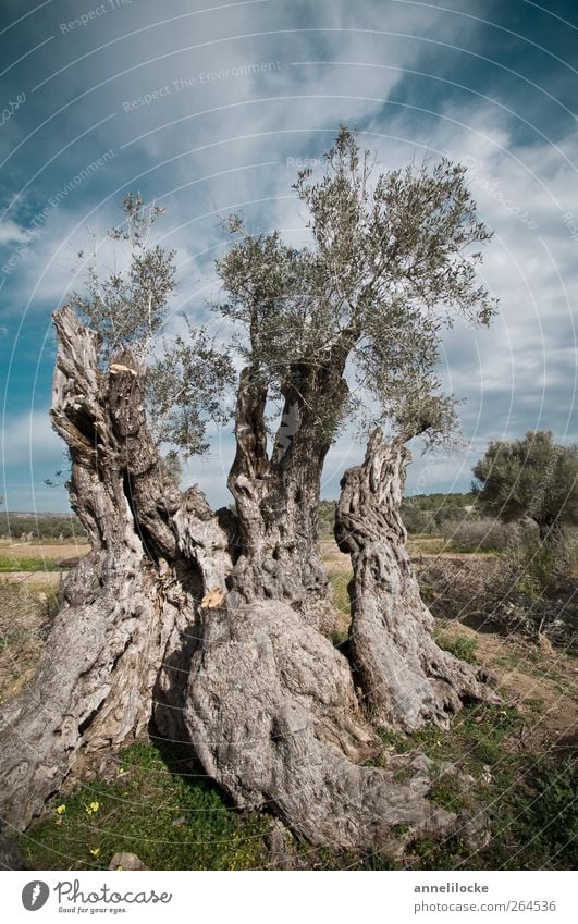 Olivengreis Lebensmittel Umwelt Natur Landschaft Pflanze Himmel Wolken Sommer Klima Klimawandel Schönes Wetter Baum Nutzpflanze Baumstamm Baumrinde Feld