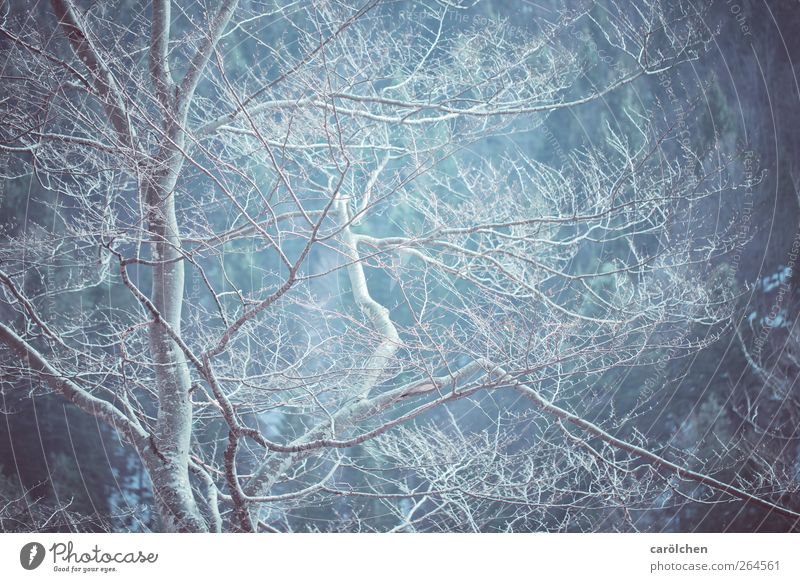 poem Natur Wald blau grau ästhetisch einfach elegant Baumstamm Baumkrone Zweig Buche kalt ruhig Farbfoto Gedeckte Farben Außenaufnahme Detailaufnahme