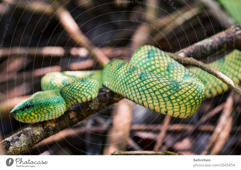 ungesund | weil tödlich Tierporträt Unschärfe Sonnenlicht Kontrast Licht Nahaufnahme Detailaufnahme Makroaufnahme Menschenleer Tag Außenaufnahme Farbfoto Reptil