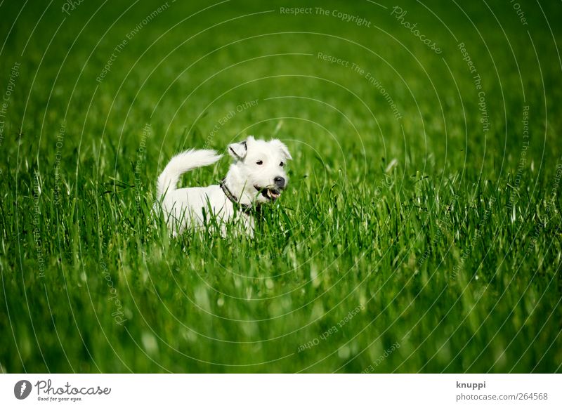 Frostie V Sonne Sonnenlicht Frühling Gras Wiese Feld Tier Haustier Hund 1 Tierjunges genießen grün weiß Farbfoto mehrfarbig Außenaufnahme Menschenleer