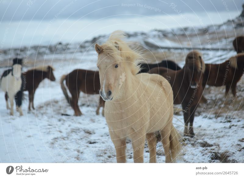 Islandpferde weißhaarig langhaarig Tier Wildtier Pferd Tiergruppe sportlich Farbfoto Tierporträt