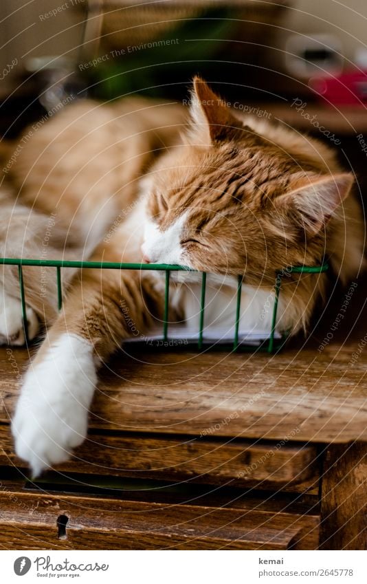 Katze im Korb Lifestyle harmonisch Wohlgefühl Zufriedenheit Sinnesorgane Erholung ruhig Freizeit & Hobby Häusliches Leben Wohnung Büro Schreibtisch Tier