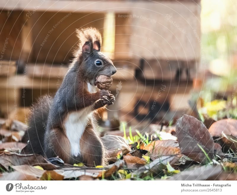 Stehendes Eichhörnchen mit Nuss im Maul Frucht Walnuss Natur Tier Sonnenlicht Schönes Wetter Blatt Herbstlaub Wildtier Tiergesicht Fell Krallen Pfote Nagetiere