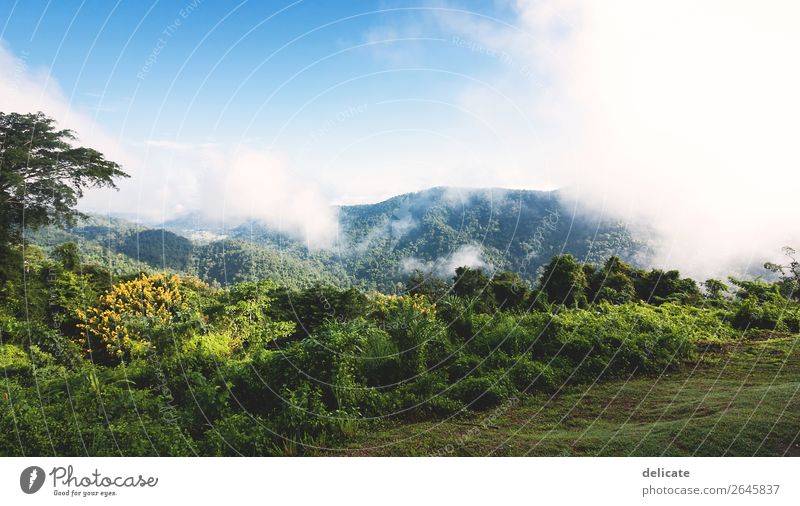 Khao Yai Nationalpark Umwelt Natur Landschaft Pflanze Tier Himmel Wolken Klima Klimawandel Wetter Schönes Wetter Nebel Baum Garten Park Wald Urwald