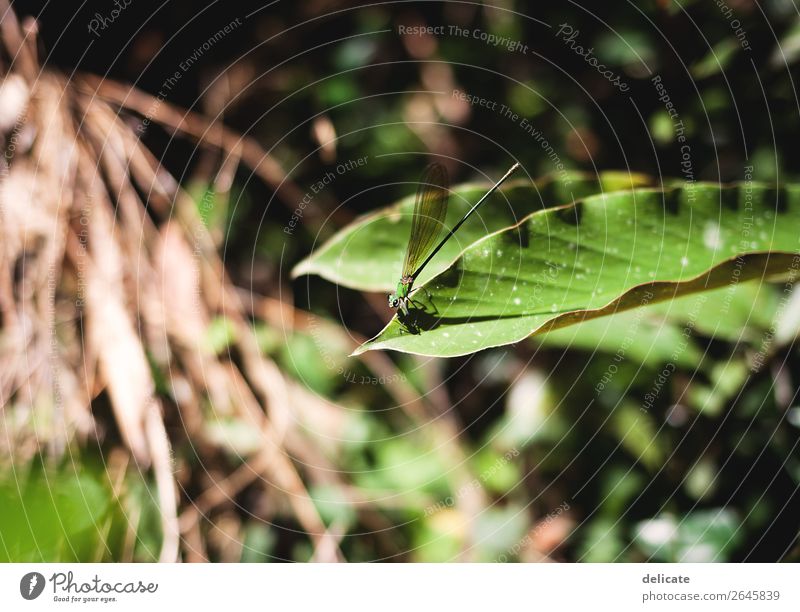 Nature Umwelt Landschaft Pflanze Tier Klima Klimawandel Sträucher Farn Blatt Grünpflanze exotisch Garten Park Wald Urwald Libelle Insekt Flügel fliegen
