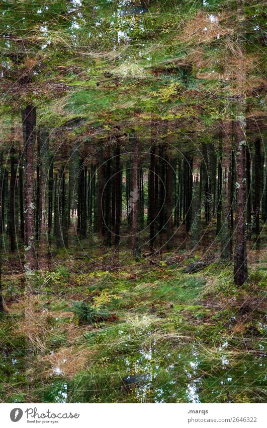 Verwunschen Umwelt Natur Baum Sträucher Moos Wald Schwarzwald Surrealismus Irritation Doppelbelichtung Verhext Farbfoto Außenaufnahme abstrakt Menschenleer