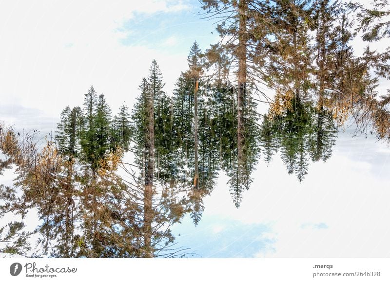 Baumkronen Stil Umwelt Natur Landschaft Himmel Wolken Schönes Wetter Wald außergewöhnlich verrückt Surrealismus Symmetrie Irritation Doppelbelichtung Farbfoto