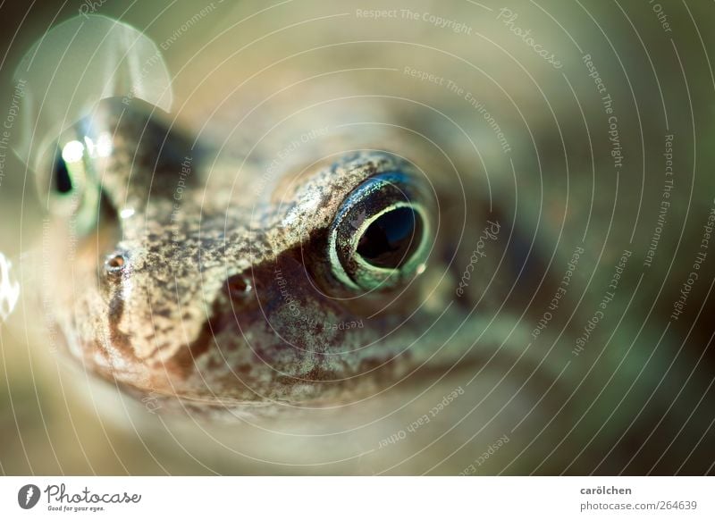 Was guckst Du? Tier Wildtier Frosch Froschauge Froschkönig 1 braun grün Kröte Freundlichkeit Lächeln Auge Makroaufnahme Farbfoto Außenaufnahme Menschenleer
