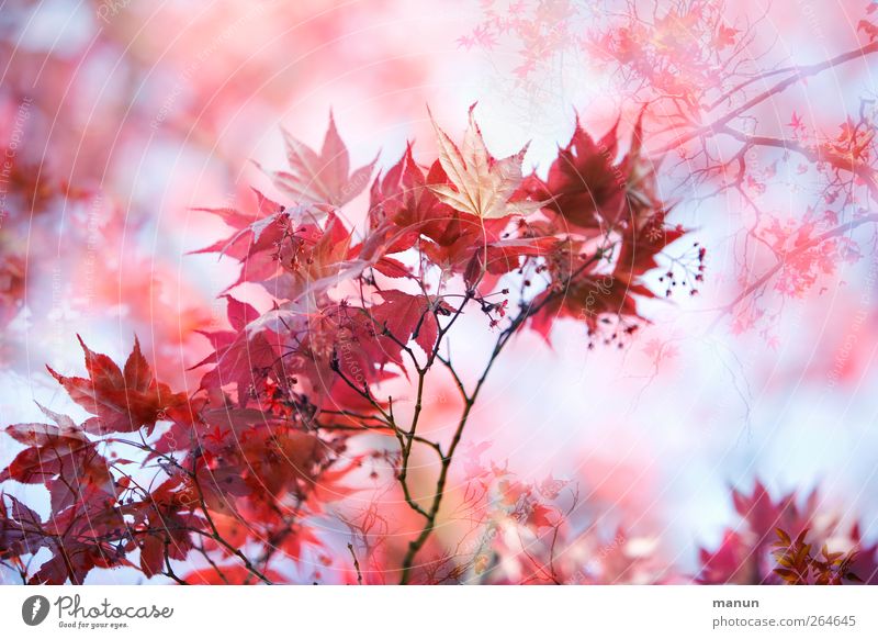 blühender Ahorn Natur Frühling Herbst Blatt Ahornblatt Ahornzweig herbstlich Herbstfärbung Zweige u. Äste natürlich rosa rot Frühlingsgefühle Farbfoto