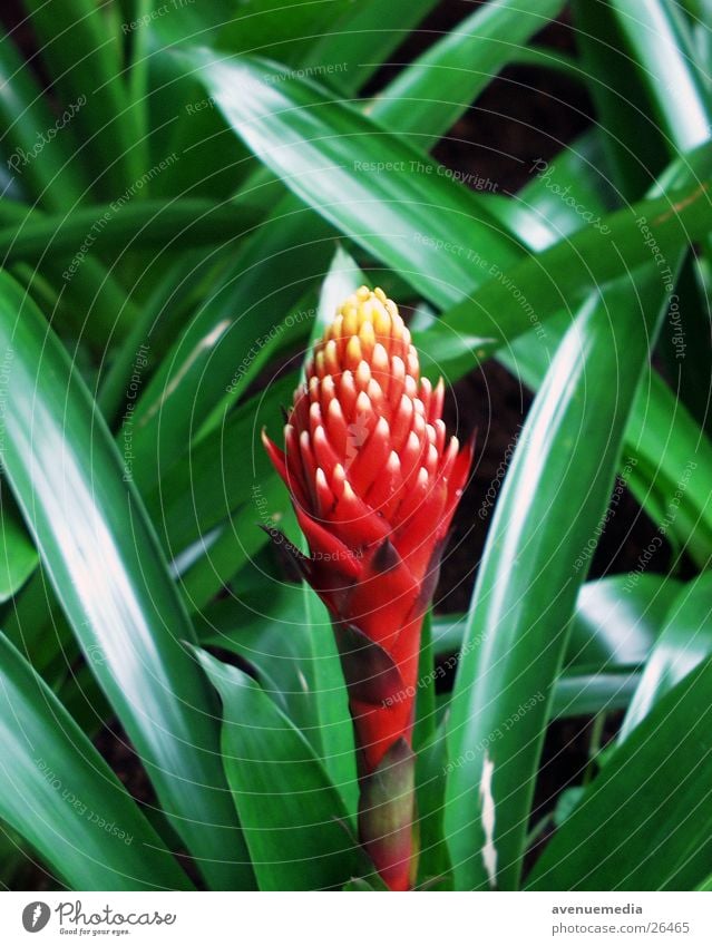Blüte im Grün Blume Blatt grün rot exotisch Natur