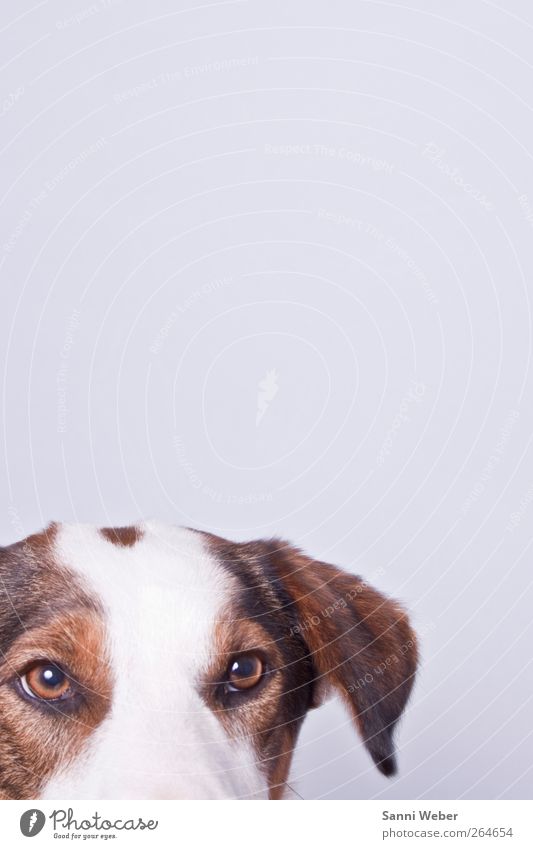 ängstlicher Rebell Haustier Hund 1 Tier ästhetisch weiß Farbfoto Studioaufnahme Kunstlicht Licht Kontrast Tierporträt Blick Blick in die Kamera