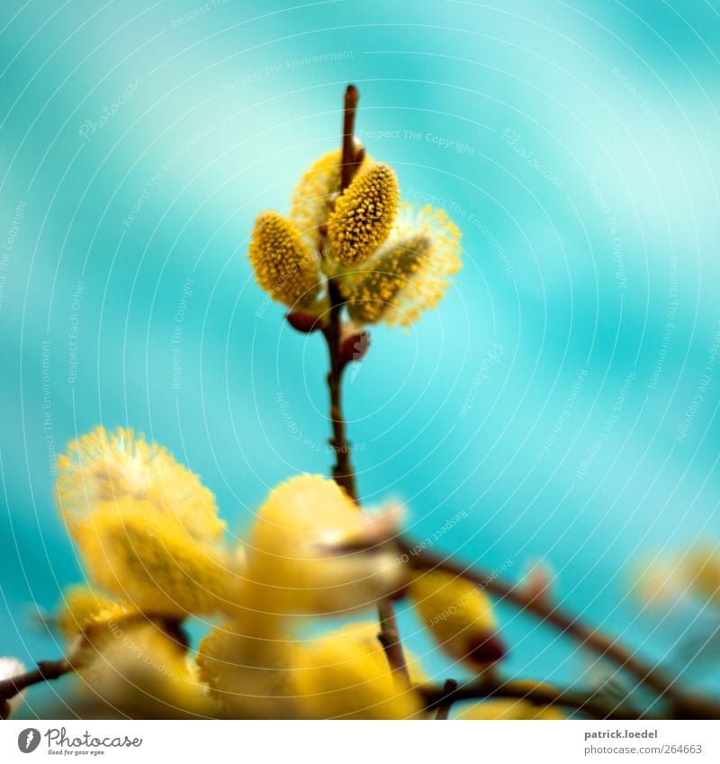 Veronika Umwelt Natur Pflanze Frühling Blühend Duft blau gelb türkis Farbfoto mehrfarbig Außenaufnahme Nahaufnahme Textfreiraum links Textfreiraum rechts