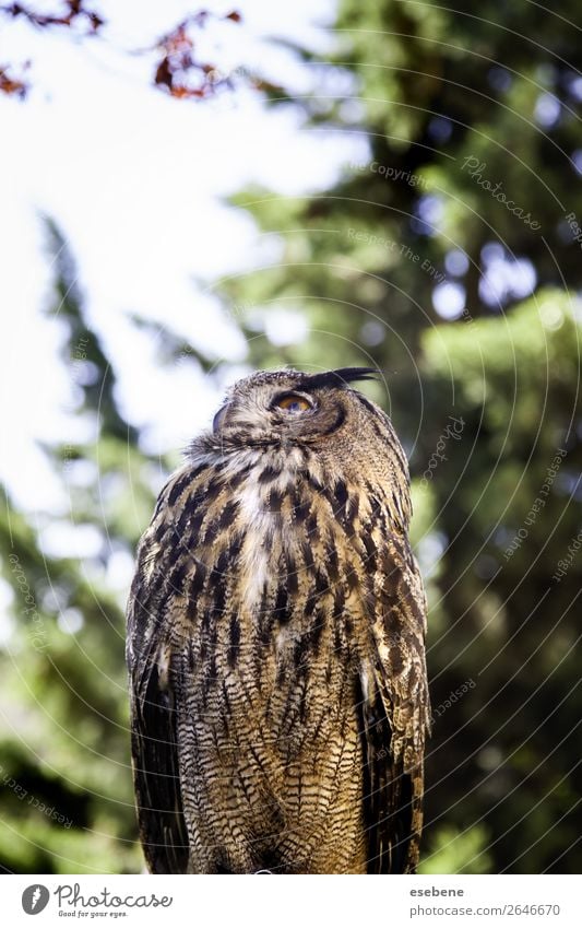 Königliche Eule in einer Ausstellung von Greifvögeln, Macht und Größe. schön Gesicht Natur Tier Vogel beobachten wild braun gelb grau rot schwarz weiß Weisheit