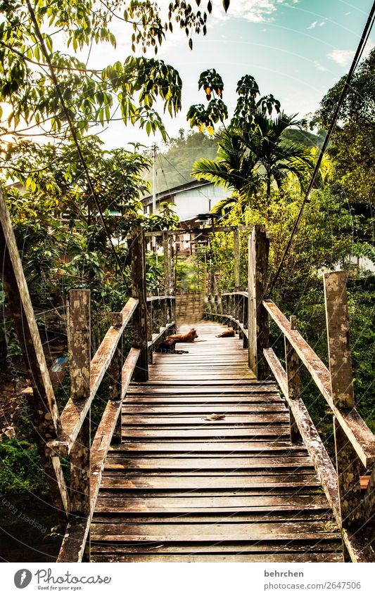 lieblingsort | FERNWEH Ferien & Urlaub & Reisen Tourismus Ausflug Abenteuer Ferne Freiheit Natur Landschaft Urwald außergewöhnlich exotisch fantastisch Asien