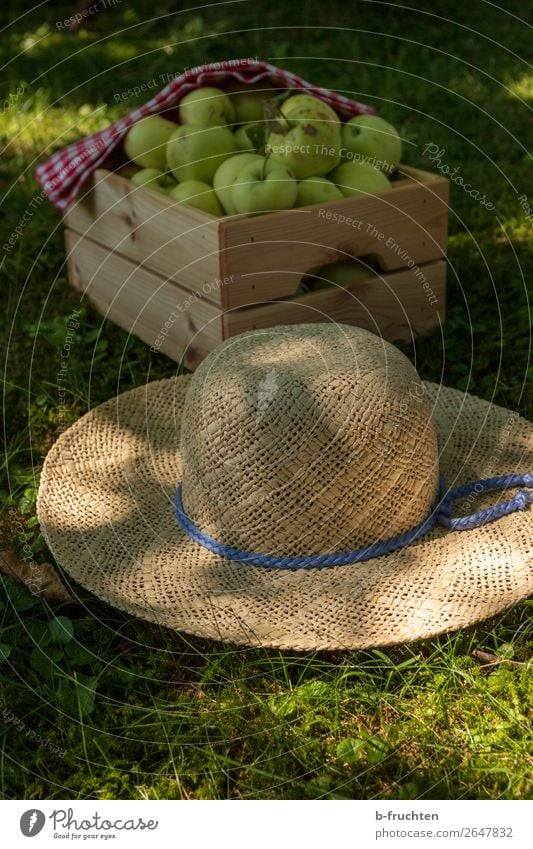 Streuobstwiese, Apfelernte Lebensmittel Frucht Picknick Bioprodukte Vegetarische Ernährung Gesunde Ernährung Gartenarbeit Landwirtschaft Forstwirtschaft Sommer
