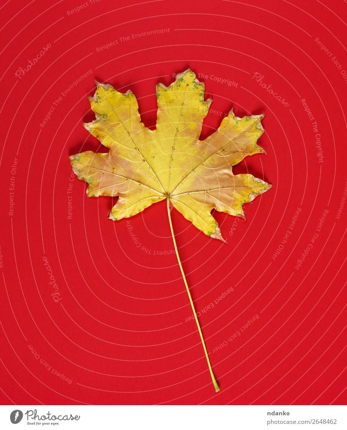 ein gelbes Trockenblatt eines Ahorns auf rotem Grund Natur Pflanze Herbst Blatt gold Stimmung Farbe herbstlich Hintergrund Kopie trocknen fallen Rahmen November
