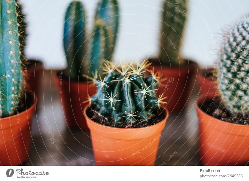 #AS# Kakteentreff Pflanze Laster Kaktus Kakteenstacheln grün Zimmerpflanze minimalistisch Topf Ärger Geschenk viele unangreifbar Symbole & Metaphern Vertrauen