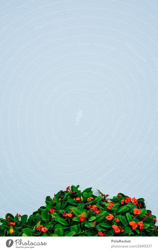 #AS# Gewächs Natur Pflanze ästhetisch Wand grün rot Blume weiß Dekoration & Verzierung Eingangstür verziert Kontrast Strukturen & Formen Mauerpflanze Farbfoto