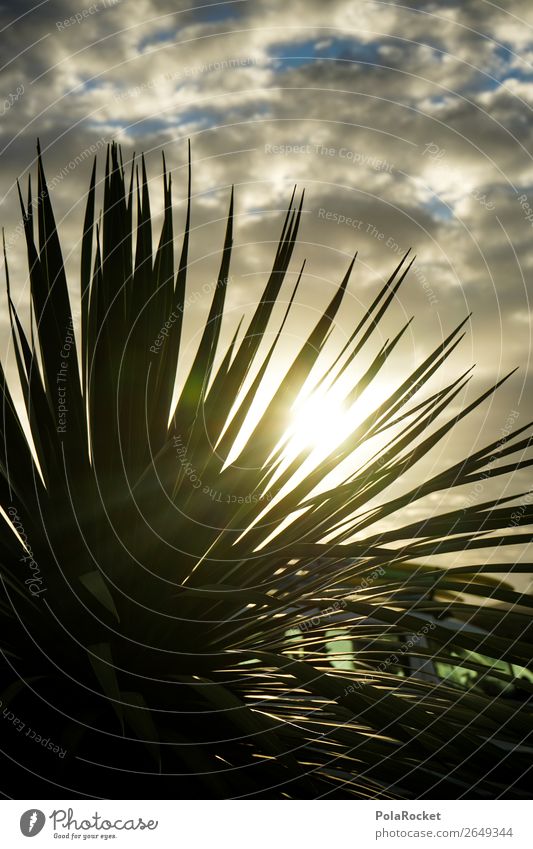 #AS# sun kiss palm Umwelt Natur ästhetisch Palme Palmenwedel Sonnenuntergang Sonnenlicht Sonnenstrahlen verstecken Idylle grün Grünpflanze Palmenhaus genießen