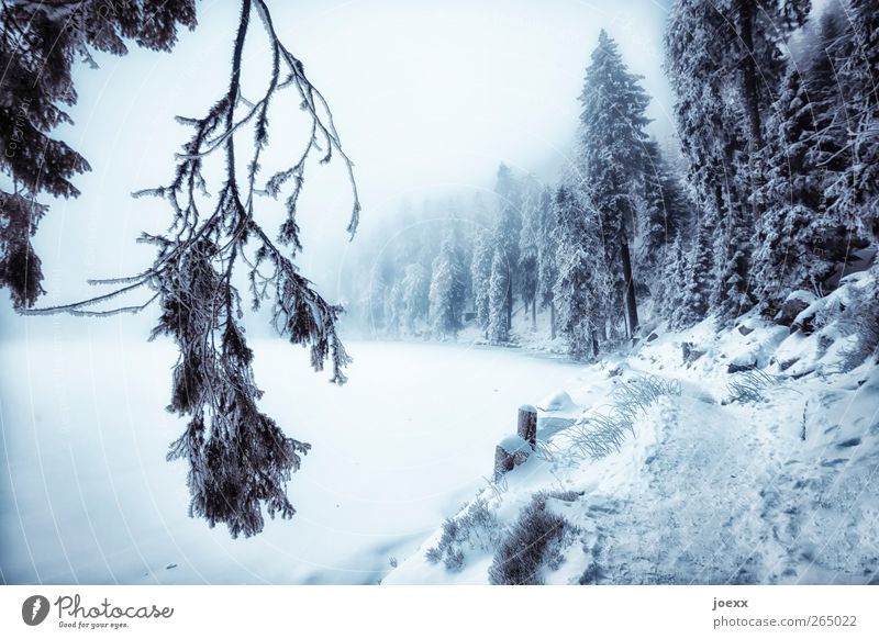 Geh! Natur Landschaft Winter schlechtes Wetter Nebel Eis Frost Schnee Wald Seeufer Bach Wege & Pfade dunkel kalt blau schwarz weiß Idylle Mummelsee Karsee