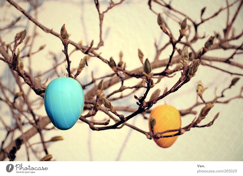 Ostern in Magnolien Natur Frühling Pflanze Baum Magnolienbaum Zweige u. Äste Blütenknospen Wärme blau gelb orange Osterei Ei Kunststoff Feiertag Farbfoto
