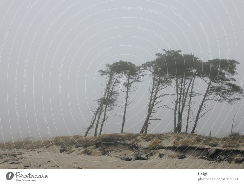 Nebelflüchter... Umwelt Natur Landschaft Pflanze Himmel Wetter Baum Gras Kiefer Küste Strand Ostsee Darß Weststrand Windflüchter stehen Wachstum authentisch
