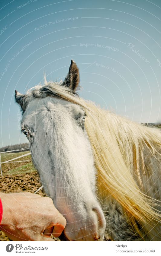 Kontaktaufnahme mit einem weißen Pferd mit blauen Augen auf der Koppel Hand Pferdekopf Tiergesicht blaue Augen berühren Tierliebe Wolkenloser Himmel