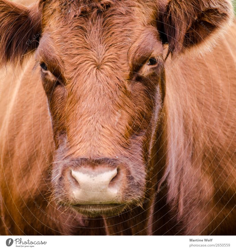 Muhhh² Umwelt Natur Kuh 1 Tier beobachten braun Europa Gorßbritannien Schottland Blick Gleichmut Farbfoto Menschenleer Tierporträt Blick in die Kamera