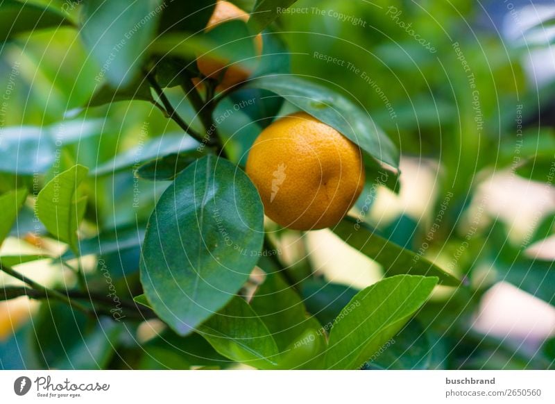 Lausitz-Clementine Frucht Orange Ernährung Frühstück Bioprodukte Sommer Landwirtschaft Forstwirtschaft Gesundheitswesen Sonne Pflanze exotisch Garten Essen Duft