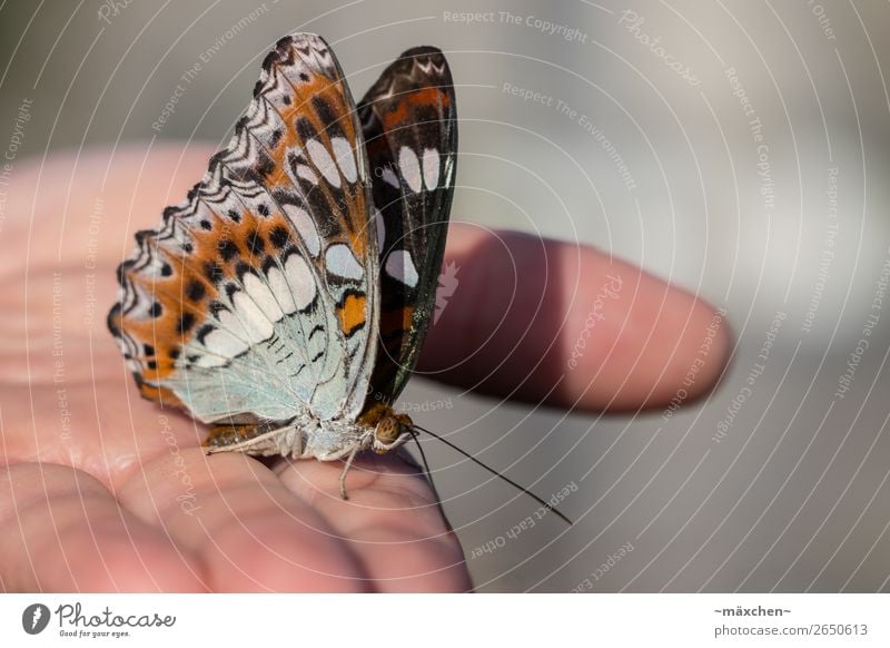 Zwischenlandung Hand Natur Tier Schmetterling Flügel 1 braun mehrfarbig grau Akzeptanz Vertrauen Sicherheit Geborgenheit Tierliebe Makroaufnahme ruhig Fühler