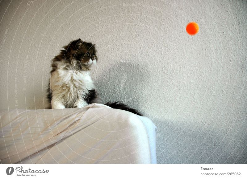 Der Ball Haustier Katze 1 Tier Kugel Bewegung fallen Blick sitzen kuschlig Neugier braun grau weiß Interesse Farbfoto Innenaufnahme Tag Licht Schatten Kontrast