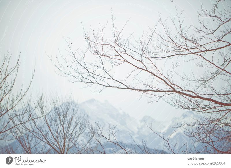 Pause Umwelt Natur Landschaft Winter Nebel Alpen blau grau Zweig Berge u. Gebirge laublos zart elegant einfach ruhig Farbfoto Gedeckte Farben Außenaufnahme