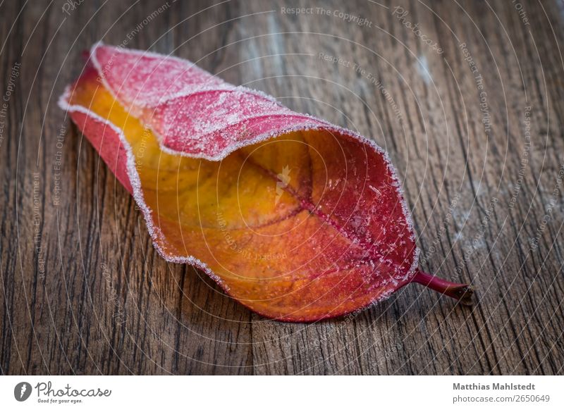 Frost Tisch Umwelt Natur Pflanze Herbst Blatt Holz ästhetisch Coolness kalt braun gelb rot Gelassenheit ruhig Zufriedenheit Erholung Verfall Farbfoto