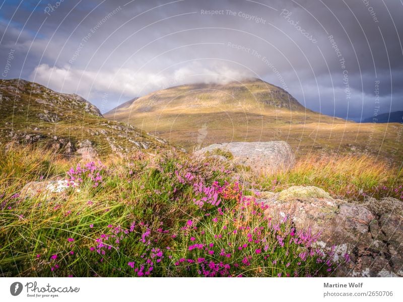 glan alba Umwelt Natur Landschaft Wolken Blume Gras Wildpflanze Hügel Felsen Berge u. Gebirge Highlands wild Europa Schottland Wildheit Farbfoto Außenaufnahme