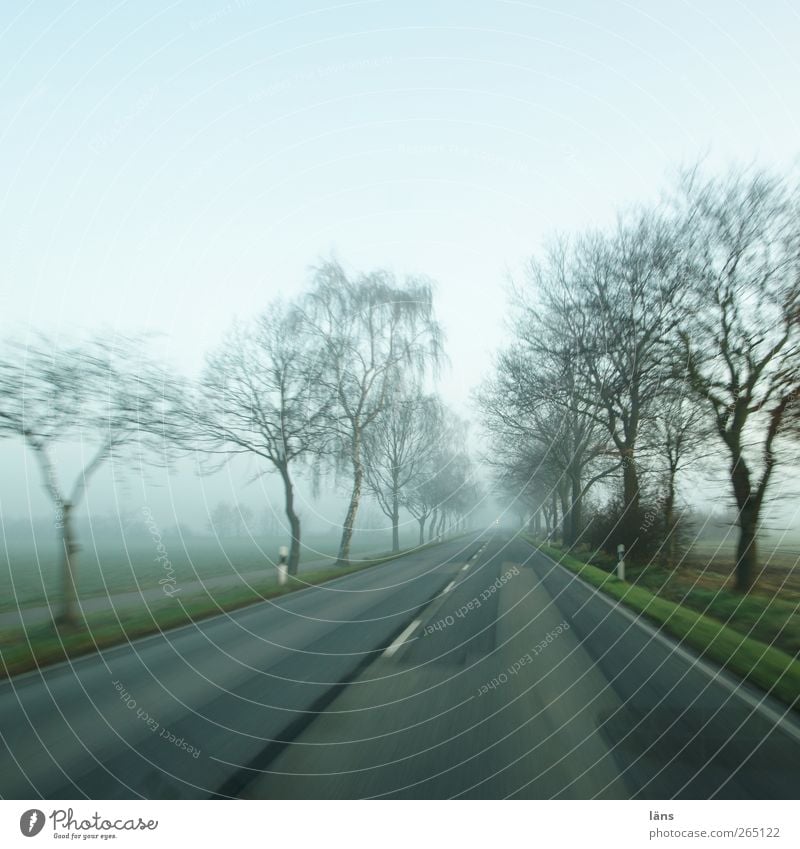 gasgeben schlechtes Wetter Nebel Baum Autofahren Straße grau Asphalt Allee Fahrbahnmarkierung Farbfoto Außenaufnahme Menschenleer Tag Bewegungsunschärfe