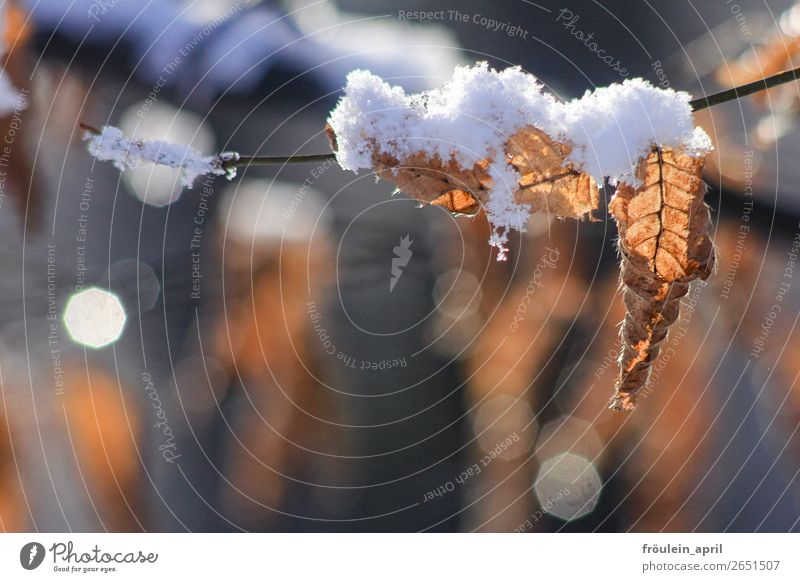 Schneehäubchen Winter Natur Landschaft Blatt kalt braun weiß Vorfreude Vergänglichkeit Wandel & Veränderung Querformat Zweig Farbfoto Außenaufnahme