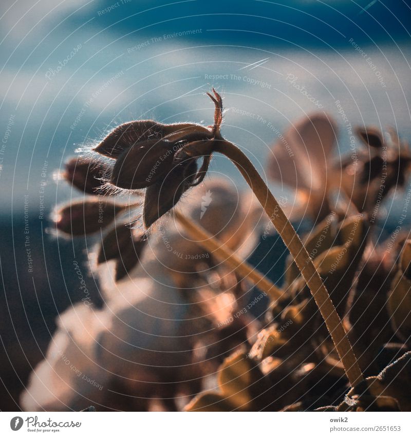 Späte Geranie Blume Blüte Topfpflanze Stengel Pelargonie Wachstum dünn authentisch klein nass geduldig Hoffnung demütig Indian Summer Spinngewebe beweglich